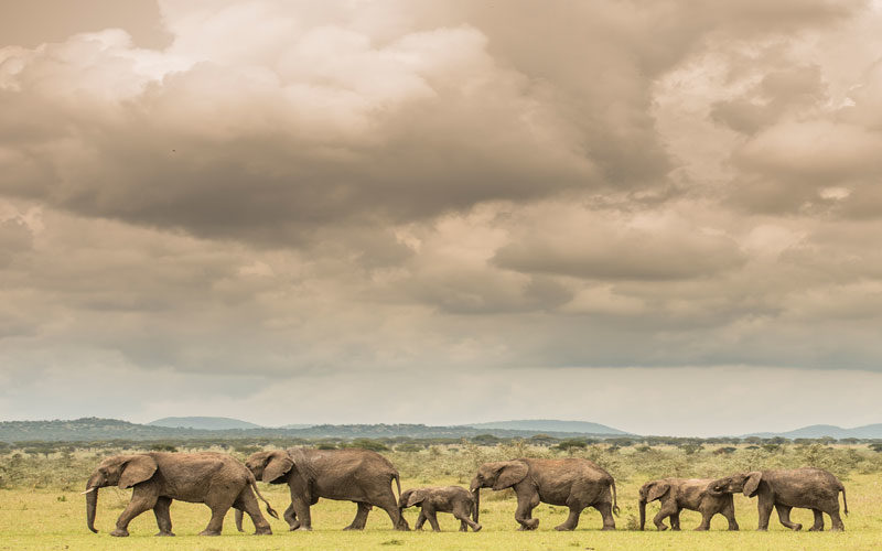 elephants like these are a highlight of photography safari