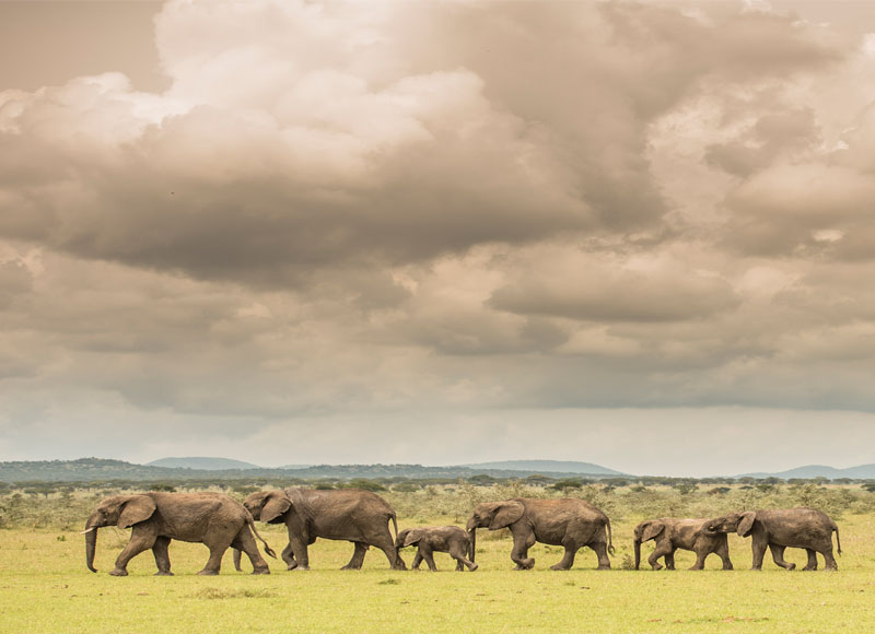 elephants like these are a highlight of photography safari