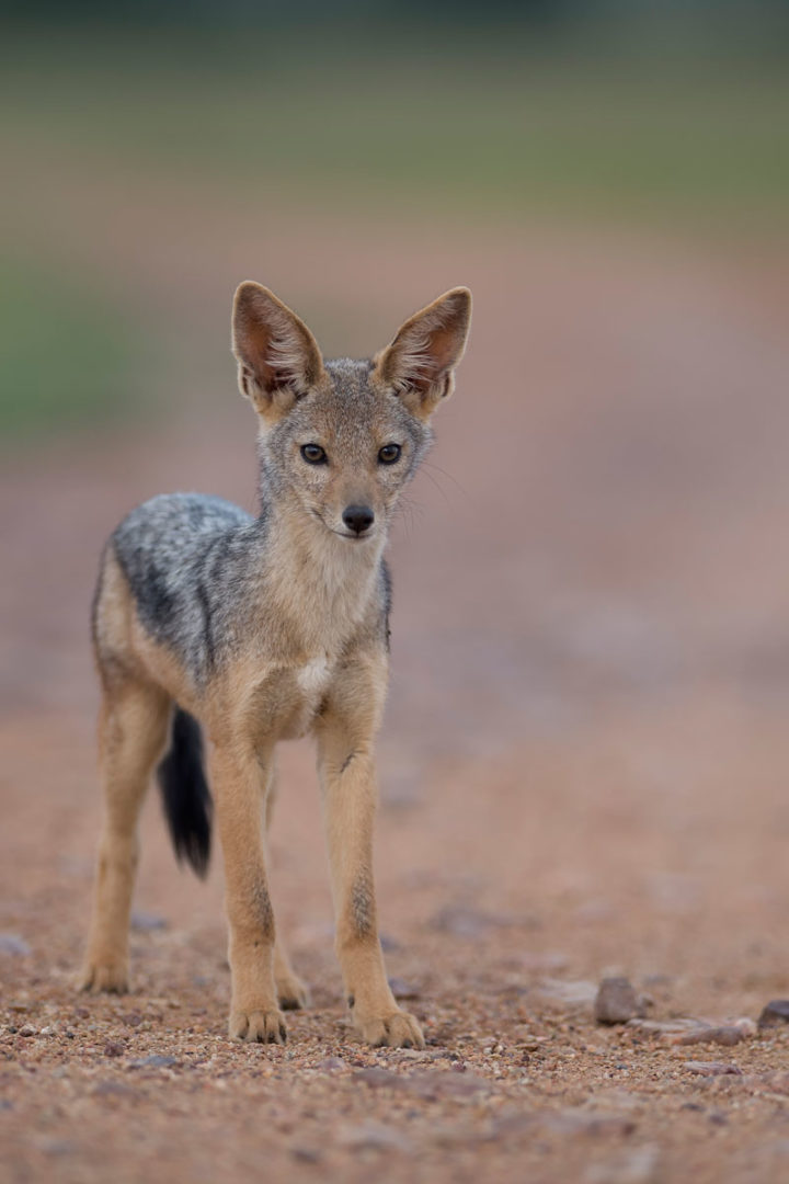 Capturing a jackal on an African photo safari