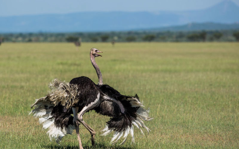 African photo safaris cover rare moments like this dancing ostrich