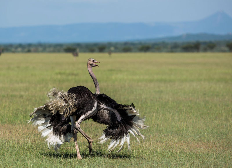 African photo safaris cover rare moments like this dancing ostrich